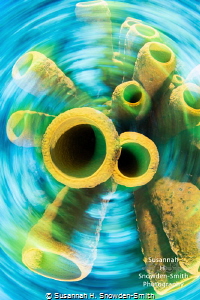 Sponges Three Different Ways! - 3 of 3
The same set of s... by Susannah H. Snowden-Smith 